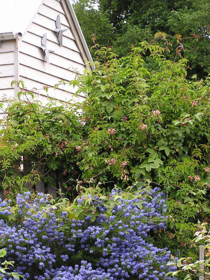 Lemonade Creek Cottages Lorne Εξωτερικό φωτογραφία